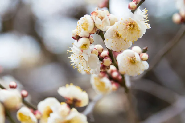 Kyoto Japan Prunus Mume Kitano Tenmangu Shrine Kyoto Japan Shrine — Stock Photo, Image