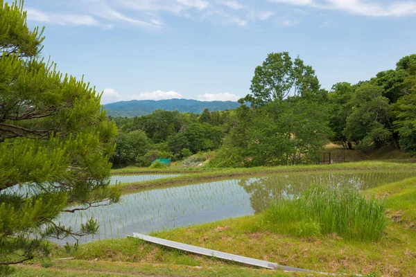 Kioto Japón Arrozales Shugakuin Imperial Villa Shugakuin Rikyu Kioto Japón — Foto de Stock