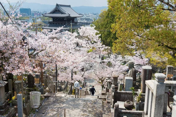 Kyoto Japan Körsbärsblommor Vid Konkaikomyotemplet Kyoto Japan Templet Byggdes Ursprungligen — Stockfoto