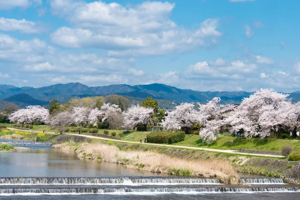 Kyoto Japão Cereja Floresce Longo Rio Kamo Kamo Gawa Kyoto — Fotografia de Stock