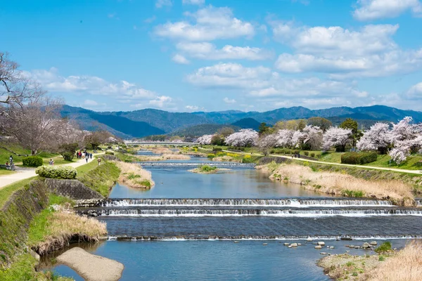 Kioto Japonia Kwitnie Wiśnia Wzdłuż Rzeki Kamo Kamo Gawa Kioto — Zdjęcie stockowe