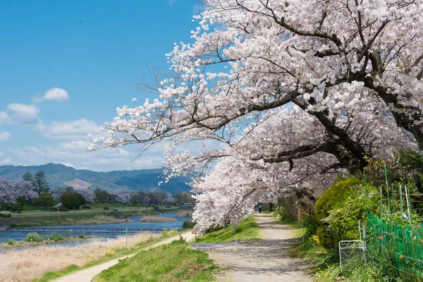 京都の鴨川 の川岸に桜 川岸は住民や観光客に人気のウォーキングスポットです — ストック写真