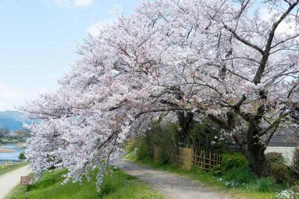 Kioto Japón Flores Cerezo Orilla Del Río Kamo Kamo Gawa — Foto de Stock