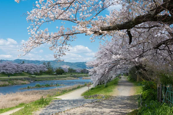 Kioto Japón Flores Cerezo Orilla Del Río Kamo Kamo Gawa — Foto de Stock