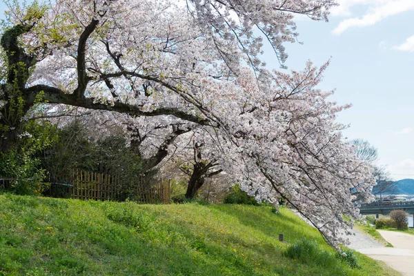 Kioto Japón Flores Cerezo Orilla Del Río Kamo Kamo Gawa — Foto de Stock