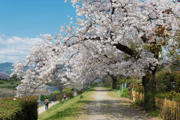 京都の鴨川 の川岸に桜 川岸は住民や観光客に人気のウォーキングスポットです — ストック写真