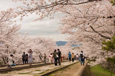 Kyoto, Japonya - Japonya 'nın Kyoto şehrinde Keage Incline bölgesi boyunca kiraz çiçekleri açar. Keage Incline, Kyoto 'da kiraz çiçeği mevsiminin tadını çıkarmak için en iyi yerlerden biridir..