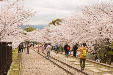 Kyoto, Japonya - Japonya 'nın Kyoto şehrinde Keage Incline bölgesi boyunca kiraz çiçekleri açar. Keage Incline, Kyoto 'da kiraz çiçeği mevsiminin tadını çıkarmak için en iyi yerlerden biridir..