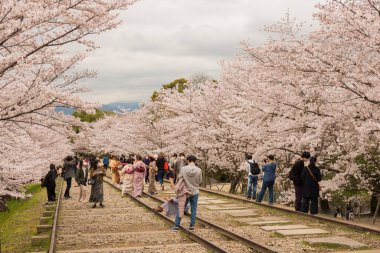Kyoto, Japonya - Japonya 'nın Kyoto şehrinde Keage Incline bölgesi boyunca kiraz çiçekleri açar. Keage Incline, Kyoto 'da kiraz çiçeği mevsiminin tadını çıkarmak için en iyi yerlerden biridir..