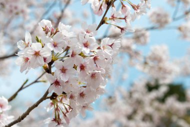 Kyoto, Japonya - Japonya, Kyoto 'daki Keage Incline Sitesi' nde kiraz çiçekleri. Keage Incline, Kyoto 'da kiraz çiçeği mevsiminin tadını çıkarmak için en iyi yerlerden biridir..