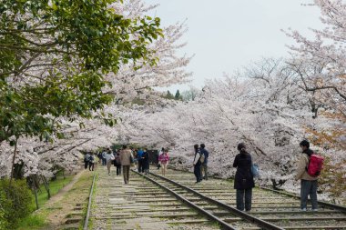 Kyoto, Japonya - Japonya 'nın Kyoto şehrinde Keage Incline bölgesi boyunca kiraz çiçekleri açar. Keage Incline, Kyoto 'da kiraz çiçeği mevsiminin tadını çıkarmak için en iyi yerlerden biridir..