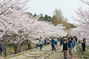 Kyoto, Japonya - Japonya 'nın Kyoto şehrinde Keage Incline bölgesi boyunca kiraz çiçekleri açar. Keage Incline, Kyoto 'da kiraz çiçeği mevsiminin tadını çıkarmak için en iyi yerlerden biridir..