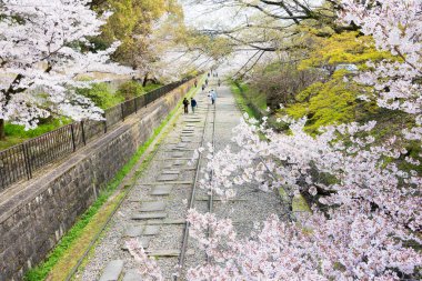 Kyoto, Japonya - Japonya 'nın Kyoto şehrinde Keage Incline bölgesi boyunca kiraz çiçekleri açar. Keage Incline, Kyoto 'da kiraz çiçeği mevsiminin tadını çıkarmak için en iyi yerlerden biridir..