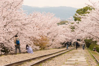 Kyoto, Japonya - Japonya 'nın Kyoto şehrinde Keage Incline bölgesi boyunca kiraz çiçekleri açar. Keage Incline, Kyoto 'da kiraz çiçeği mevsiminin tadını çıkarmak için en iyi yerlerden biridir..