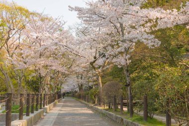 Kyoto, Japonya - Japonya 'da Filozof Yürüyüşü (Tetsugaku-no-michi). Burası, Ginkaku-ji ve Nanzen-ji arasında Kyoto 'da kiraz ağaçlarıyla kaplı bir kanalı takip eden yaya yolu..