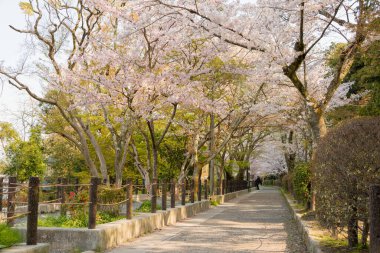 Kyoto, Japonya - Japonya 'da Filozof Yürüyüşü (Tetsugaku-no-michi). Burası, Ginkaku-ji ve Nanzen-ji arasında Kyoto 'da kiraz ağaçlarıyla kaplı bir kanalı takip eden yaya yolu..
