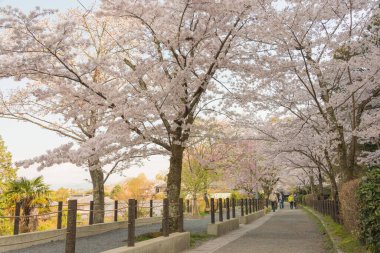 Kyoto, Japonya - Japonya 'da Filozof Yürüyüşü (Tetsugaku-no-michi). Burası, Ginkaku-ji ve Nanzen-ji arasında Kyoto 'da kiraz ağaçlarıyla kaplı bir kanalı takip eden yaya yolu..