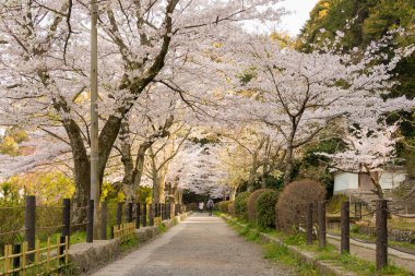 Kyoto, Japonya - Japonya 'da Filozof Yürüyüşü (Tetsugaku-no-michi). Burası, Ginkaku-ji ve Nanzen-ji arasında Kyoto 'da kiraz ağaçlarıyla kaplı bir kanalı takip eden yaya yolu..