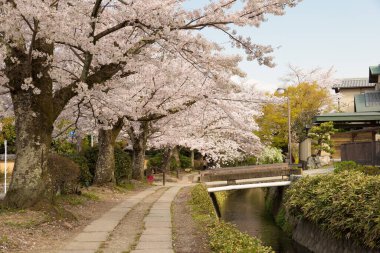 Kyoto, Japonya - Japonya 'da Filozof Yürüyüşü (Tetsugaku-no-michi). Burası, Ginkaku-ji ve Nanzen-ji arasında Kyoto 'da kiraz ağaçlarıyla kaplı bir kanalı takip eden yaya yolu..