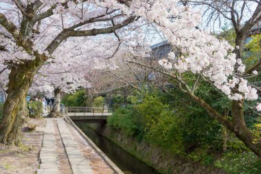 Kyoto, Japonya - Japonya 'da Filozof Yürüyüşü (Tetsugaku-no-michi). Burası, Ginkaku-ji ve Nanzen-ji arasında Kyoto 'da kiraz ağaçlarıyla kaplı bir kanalı takip eden yaya yolu..