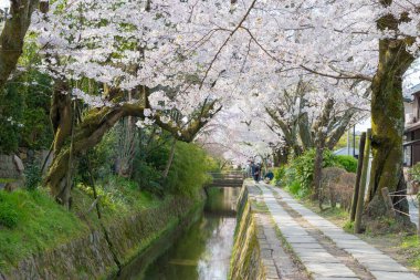 Kyoto, Japonya - Japonya 'da Filozof Yürüyüşü (Tetsugaku-no-michi). Burası, Ginkaku-ji ve Nanzen-ji arasında Kyoto 'da kiraz ağaçlarıyla kaplı bir kanalı takip eden yaya yolu..