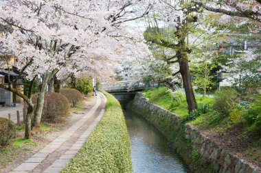 Kyoto, Japonya - Japonya 'da Filozof Yürüyüşü (Tetsugaku-no-michi). Burası, Ginkaku-ji ve Nanzen-ji arasında Kyoto 'da kiraz ağaçlarıyla kaplı bir kanalı takip eden yaya yolu..