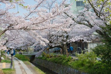 Kyoto, Japonya - Japonya 'da Filozof Yürüyüşü (Tetsugaku-no-michi). Burası, Ginkaku-ji ve Nanzen-ji arasında Kyoto 'da kiraz ağaçlarıyla kaplı bir kanalı takip eden yaya yolu..