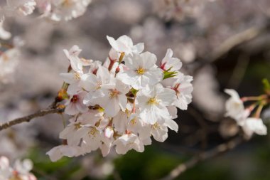 Kyoto, Japonya - Japonya 'da Felsefe Yürüyüşü' nde kiraz çiçeği (Tetsugaku-no-michi).