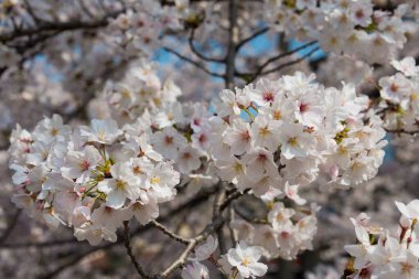 Kyoto, Japonya - Japonya 'da Filozof Yürüyüşü (Tetsugaku-no-michi). Burası, Ginkaku-ji ve Nanzen-ji arasında Kyoto 'da kiraz ağaçlarıyla kaplı bir kanalı takip eden yaya yolu..