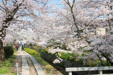 Kyoto, Japonya - Japonya 'da Filozof Yürüyüşü (Tetsugaku-no-michi). Burası, Ginkaku-ji ve Nanzen-ji arasında Kyoto 'da kiraz ağaçlarıyla kaplı bir kanalı takip eden yaya yolu..