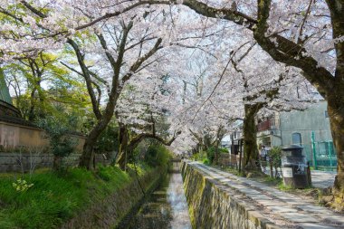 Kyoto, Japonya - Japonya 'da Filozof Yürüyüşü (Tetsugaku-no-michi). Burası, Ginkaku-ji ve Nanzen-ji arasında Kyoto 'da kiraz ağaçlarıyla kaplı bir kanalı takip eden yaya yolu..