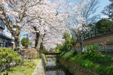 Kyoto, Japonya - Japonya 'da Filozof Yürüyüşü (Tetsugaku-no-michi). Burası, Ginkaku-ji ve Nanzen-ji arasında Kyoto 'da kiraz ağaçlarıyla kaplı bir kanalı takip eden yaya yolu..