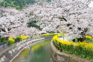 Kyoto, Japonya - Japonya, Kyoto, Yamashina 'daki Biwa Gölü' nde (Biwako Sosui) kiraz çiçeği. Biwa Gölü, Japonya 'da Meiji Dönemi boyunca inşa edilmiş bir su yoludur..