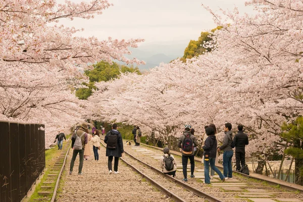 Kyoto Japón Flores Cerezo Largo Del Sitio Keage Incline Kyoto — Foto de Stock