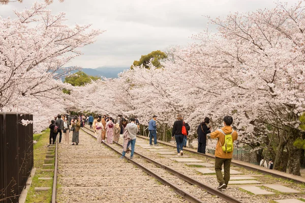 Kyoto Japón Flores Cerezo Largo Del Sitio Keage Incline Kyoto — Foto de Stock