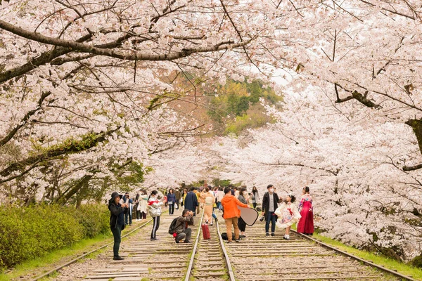 Kyoto Japón Flores Cerezo Largo Del Sitio Keage Incline Kyoto — Foto de Stock