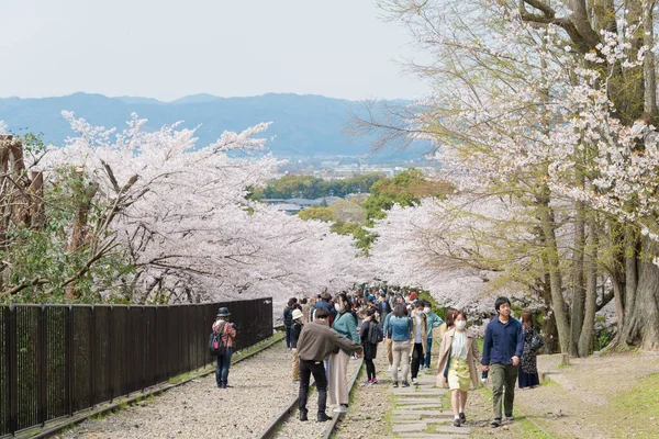 Kyoto Japón Flores Cerezo Largo Del Sitio Keage Incline Kyoto — Foto de Stock