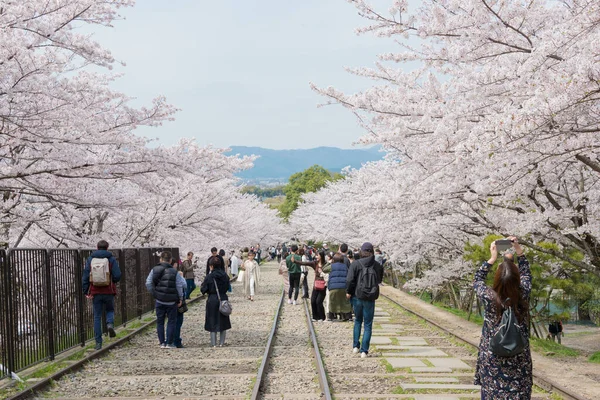 Kyoto Japón Flores Cerezo Largo Del Sitio Keage Incline Kyoto — Foto de Stock