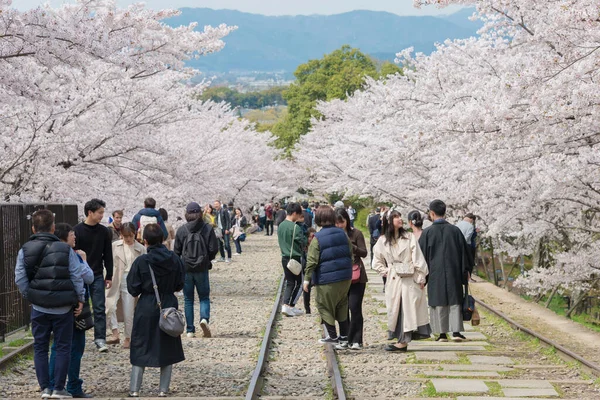 Kyoto Japan Körsbärsblommor Längs Nyckelringslinjen Kyoto Japan Keage Incline Bästa — Stockfoto