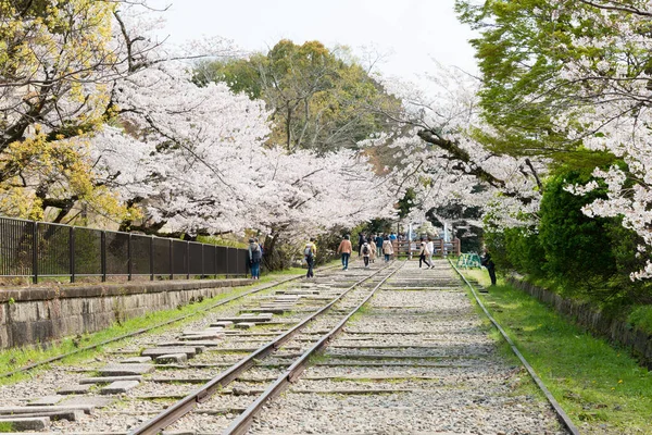 Kyoto Japón Flores Cerezo Largo Del Sitio Keage Incline Kyoto — Foto de Stock