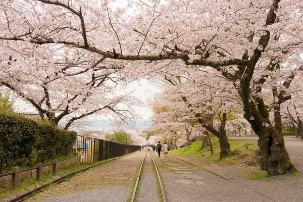 Kyoto Japón Flores Cerezo Largo Del Sitio Keage Incline Kyoto — Foto de Stock