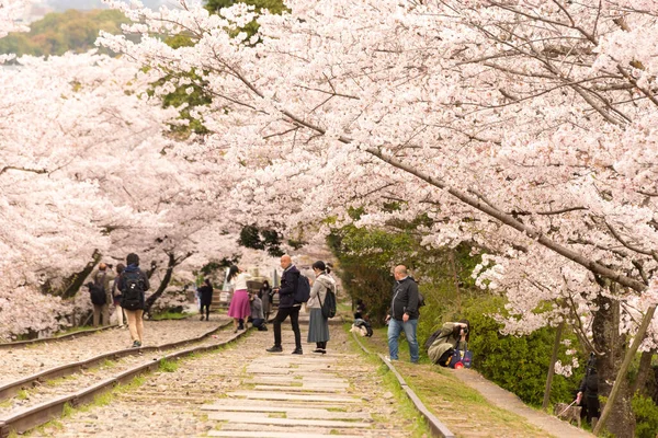 Kyoto, Japonya - Japonya 'nın Kyoto şehrinde Keage Incline bölgesi boyunca kiraz çiçekleri açar. Keage Incline, Kyoto 'da kiraz çiçeği mevsiminin tadını çıkarmak için en iyi yerlerden biridir..