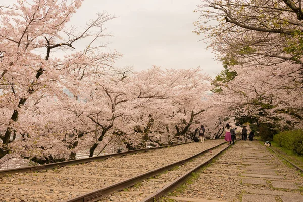 Kyoto Japón Flores Cerezo Largo Del Sitio Keage Incline Kyoto — Foto de Stock