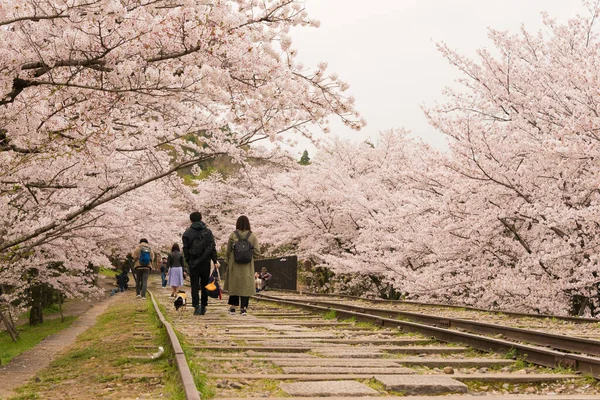 Kyoto Japón Flores Cerezo Largo Del Sitio Keage Incline Kyoto — Foto de Stock
