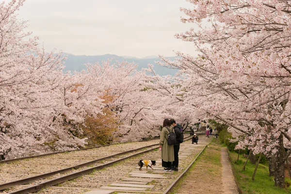 Kyoto Japón Flores Cerezo Largo Del Sitio Keage Incline Kyoto — Foto de Stock