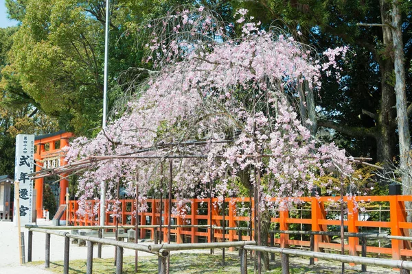 Kyoto Japan Ανθός Κερασιάς Στο Kamigamo Shrine Στο Κιότο Ιαπωνία — Φωτογραφία Αρχείου