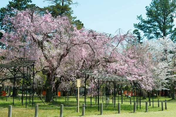 Киото Япония Cherry Bbsom Kamigamo Shrine Kyoto Japan — стоковое фото
