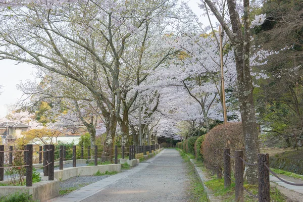 Kyoto Japan Philosopher Walk Tetsugaku Michi Kyoto Japan Pedestrian Path — Stock Photo, Image