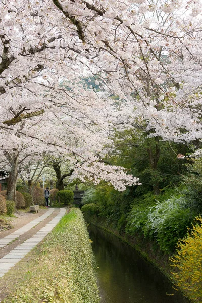 Kyoto Japón Philosopher Walk Tetsugaku Michi Kyoto Japón Sendero Peatonal — Foto de Stock