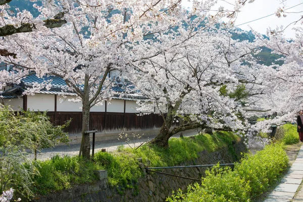 Kyoto Japón Philosopher Walk Tetsugaku Michi Kyoto Japón Sendero Peatonal — Foto de Stock